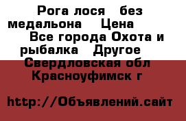 Рога лося , без медальона. › Цена ­ 15 000 - Все города Охота и рыбалка » Другое   . Свердловская обл.,Красноуфимск г.